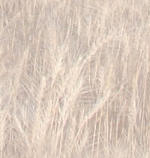 Faded Wheat Field Background